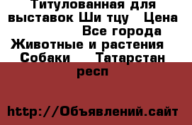 Титулованная для выставок Ши-тцу › Цена ­ 100 000 - Все города Животные и растения » Собаки   . Татарстан респ.